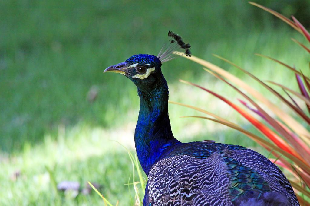 Eco Pousada Paraiso Dos Coqueirais Japaratinga Exteriér fotografie
