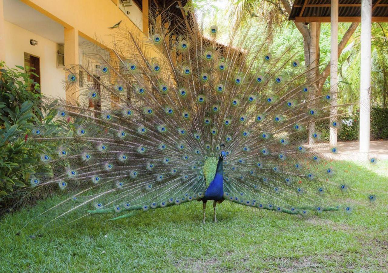 Eco Pousada Paraiso Dos Coqueirais Japaratinga Exteriér fotografie