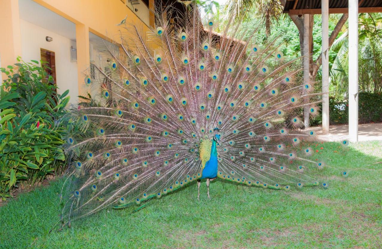 Eco Pousada Paraiso Dos Coqueirais Japaratinga Exteriér fotografie